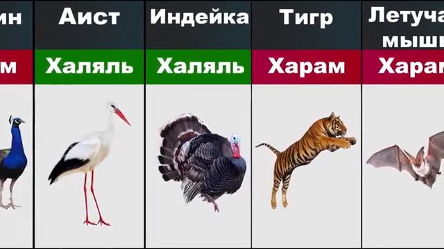 Халяль и Харам Мясо Животных в Исламе _ Halal and Haram ° Animal Meat in Islam смотреть онлайн