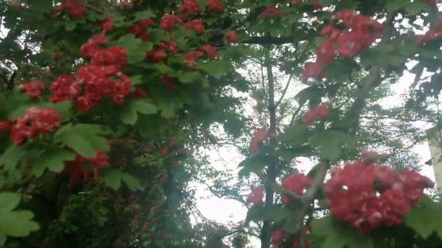 А ИНАЧЕ ЗАЧЕМ НА ЗЕМЛЕ ЭТОЙ ВЕЧНОЙ ЖИВУ...