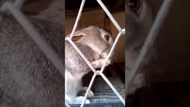 Советская шиншила смотреть онлайн