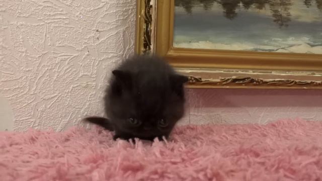 Черный экзот на продажу Black Exotic Shorthair Kitten For Sale