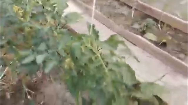 первое удобрение смотреть онлайн