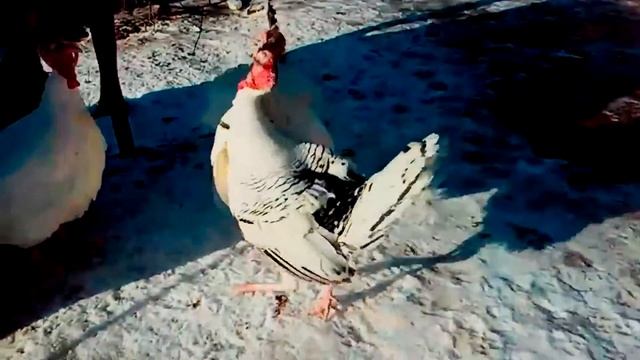 Смотреть всем прикол, разборка индюков, индюшиные потасовки