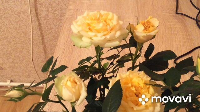 Как мы искали дом своей мечты смотреть онлайн