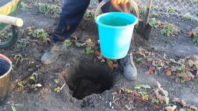 Осенняя посадка персика / Autumn planting peach. смотреть онлайн