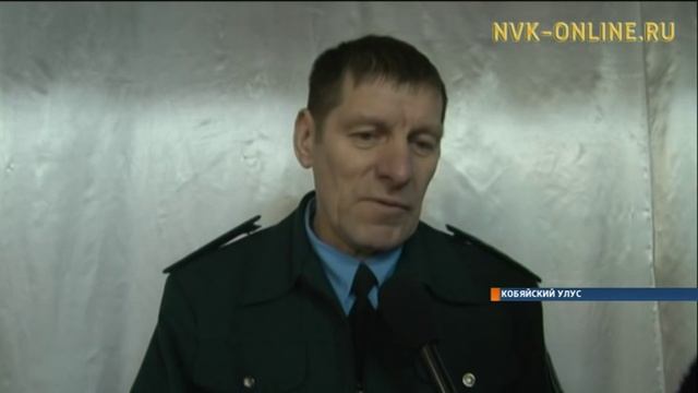 Волки атакуют скот в селах Кобяйского района смотреть онлайн