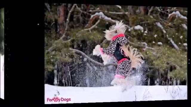 For My Dogs Fashion Winter 2013-2014