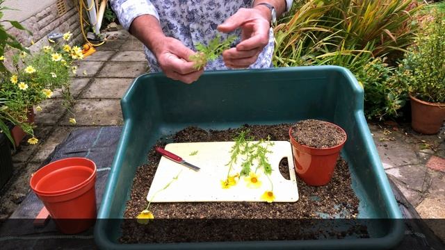 HOW TO TAKE SEMI-RIPE CUTTINGS FROM MARGUERITES - DAISY PROPAGATION смотреть онлайн
