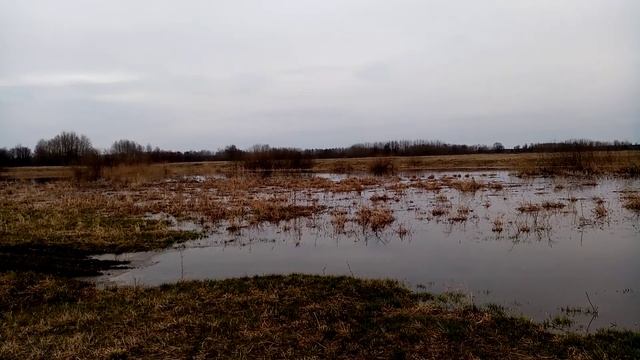 Разлив старого русла реки Сож (д. Осовцы, гомельский район) смотреть онлайн