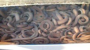 Морепродукты. миноги.