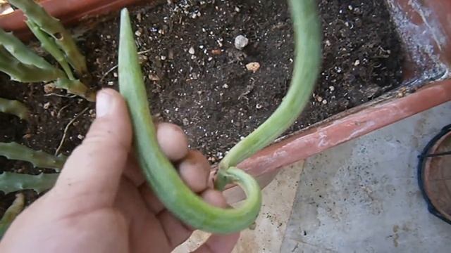 Planting succulent - Stapelia смотреть онлайн
