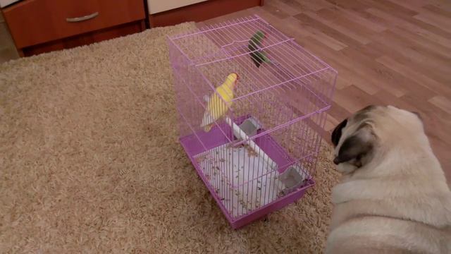 Мопс и попугай "Неразлучник" / Pug and parrot смотреть онлайн