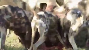 африканские собаки едят кабана живьем