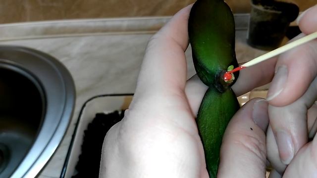 РЕАНИМАЦИЯ ОРХИДЕИ ФАЛЕНОПСИС. Потерян тургор листьев. Сгнили корни. смотреть онлайн