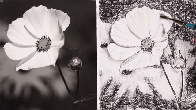 Create your own floral charcoal drawing смотреть онлайн