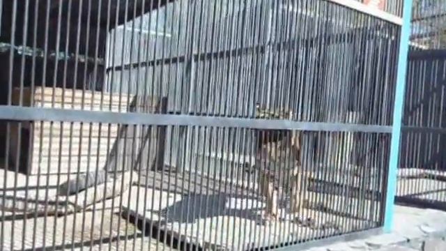 Зоопарк "Караганда" смотреть онлайн