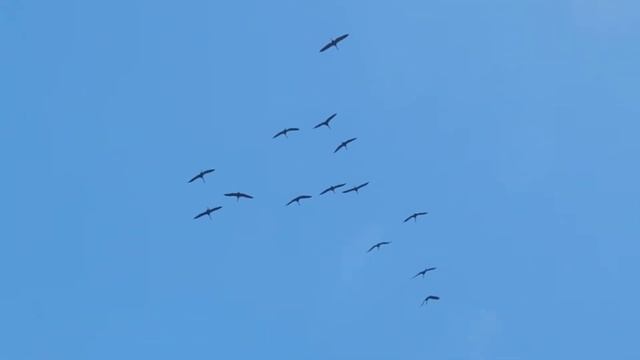 Журавли над АгроУсадьба "Журавлиная Ельня" смотреть онлайн