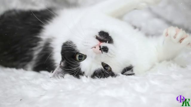 «Похоже, ее кто-то ударил, срочно надо к врачу»,- девушка шагнула в снег и достала стонущую кошечк смотреть онлайн