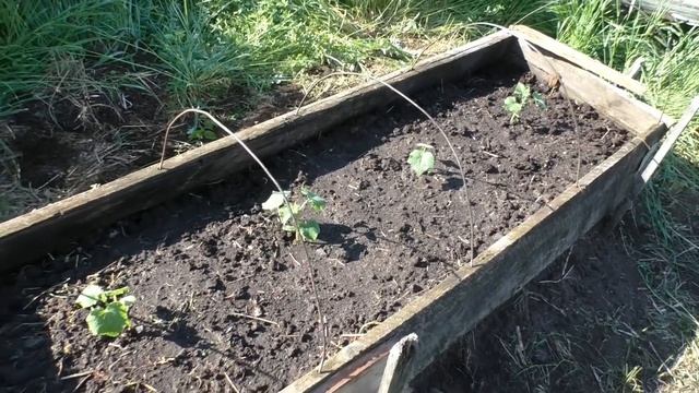 Деревенские будни: рассада, прополка, полив. Дом на реке, часть 5 смотреть онлайн