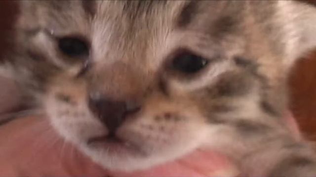 Смешные маленькие котята открывают глаза! История взросления. смотреть онлайн