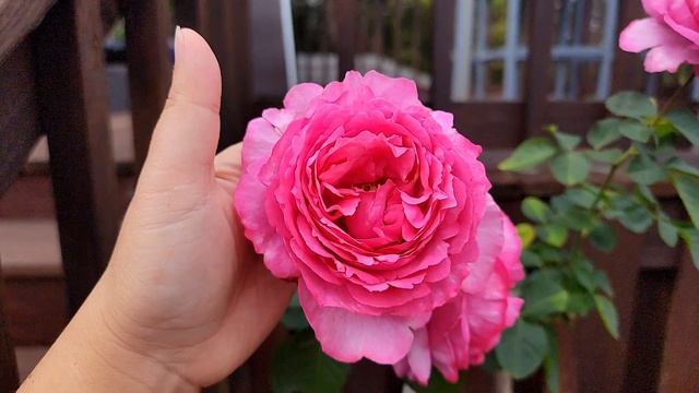 Meilland Internation rose | Yves Piaget | Fall 2022 | Mobile, Alabama смотреть онлайн