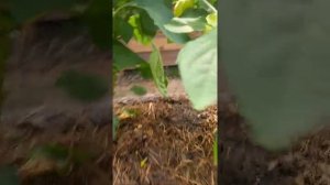 помидоры розовая стелла.