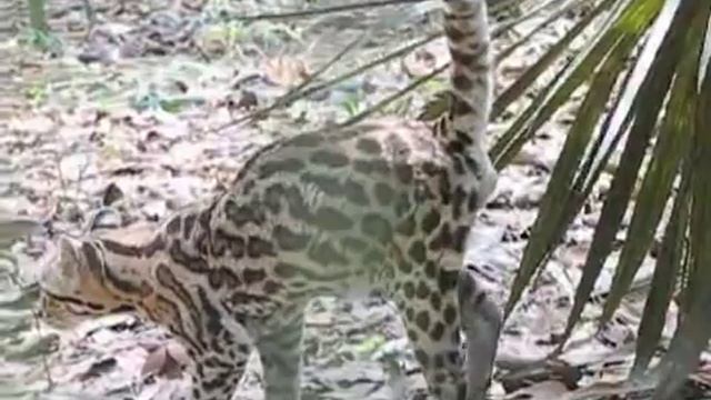 как кот метит территорию кот жжет смотреть онлайн