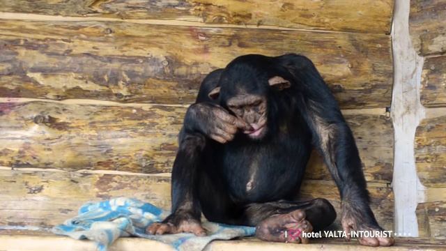 Милые и забавные шимпанзе живут в зоопарке отеля «Ялта-Интурист» в Крыму смотреть онлайн