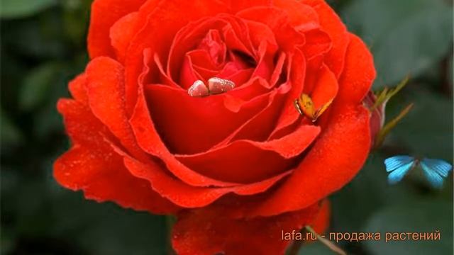 Роза плетистая Флуоресцент ? плетистая роза Флуоресцент обзор: как сажать, саженцы розы Флуоресцент смотреть онлайн