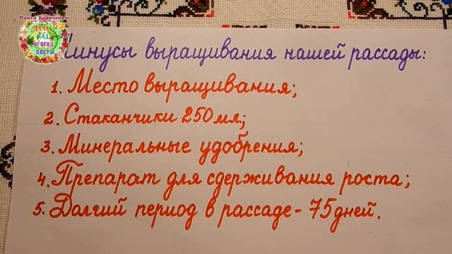 Не повторяйте наши ошибки выращивания рассады помидоров смотреть онлайн