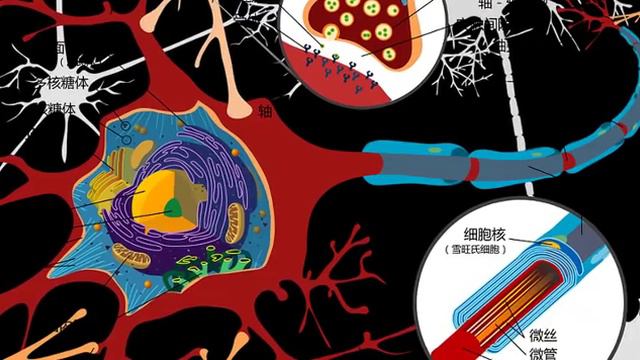 Reveals Simple Exercise Can Build New Brain Cells смотреть онлайн