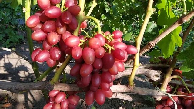 Виноград богема 2021г