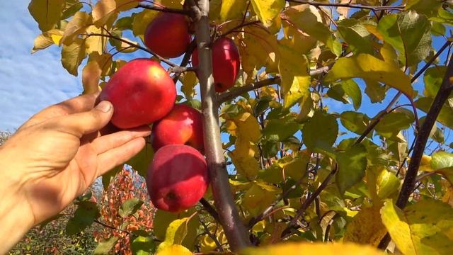 Высокая устойчивость к заболеваниям. Хрустящие, сочные плоды с карамельным привкусом / Яблоня МОДИ смотреть онлайн