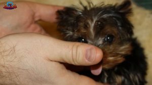 Йоркширский терьер - особенности породы