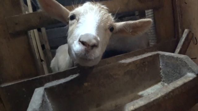 Возил свинью на педикюр ? смотреть онлайн