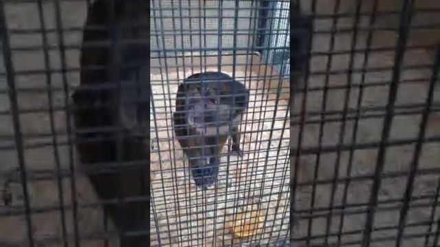 Хорёк Игорек