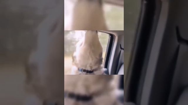 СМЕЯЛИСЬ ВСЕ!!! смотреть онлайн