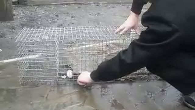 Ловушка для хищников смотреть онлайн