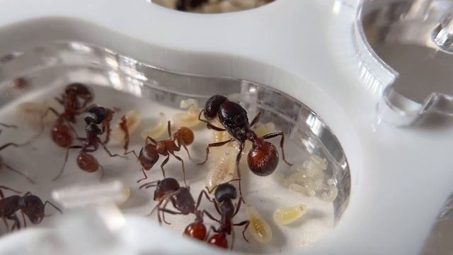 МУРАВЬЯМ ТЕСНО. НАЧАЛИ ГРЫЗТЬ ГИПС В ИНКУБАТОРЕ | Rough harvester ant | Pogonomyrmex rugosus смотреть онлайн