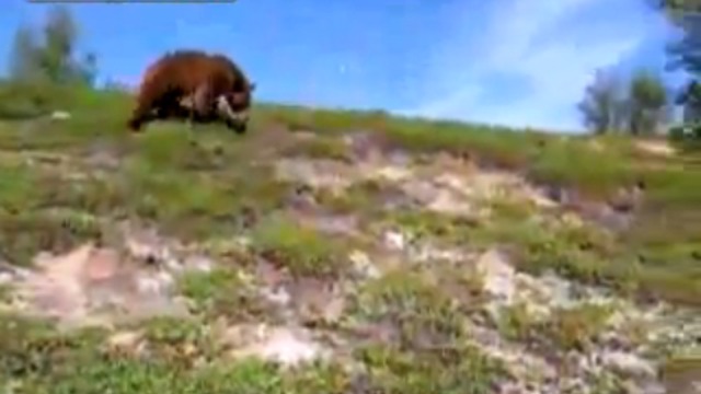 Человек столкнулся с медведем смотреть онлайн