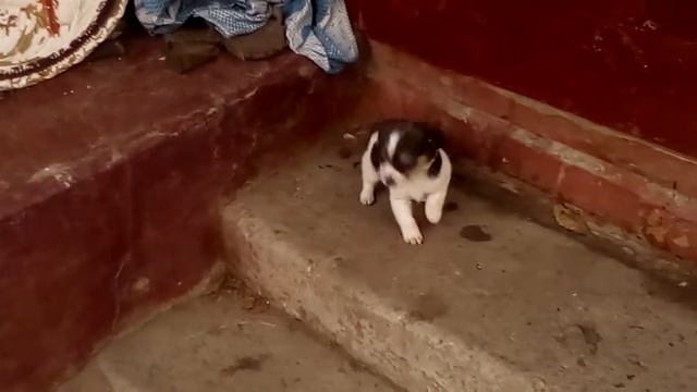 Маленький щенок сказал гав и упал смотреть онлайн