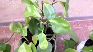 Пеперомия. Как правильно ухаживать. Ошибки в уходе. Часть 1