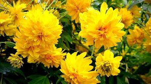 ЗОЛОТОЙ ШАР Будет Шикарно Цвести Все Лето / Лучшие Советы По По Высадке И Уходу За Рудбекией