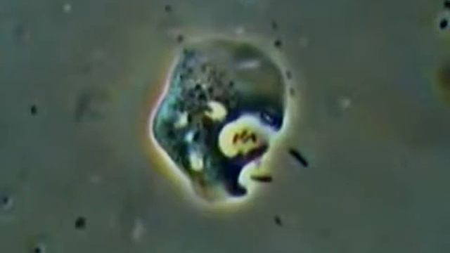 Амёба протей Amoeba proteus смотреть онлайн