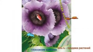 Глоксиния обыкновенный Харизма Лавандовая ? обзор: как сажать, семена глоксинии Харизма Лавандовая