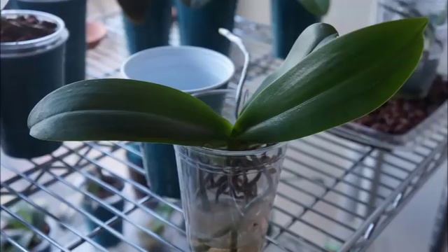 Orchid - Spiking Full Water Culture Orchids & Care Tips смотреть онлайн