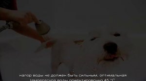Как избавиться от запаха собаки в квартире