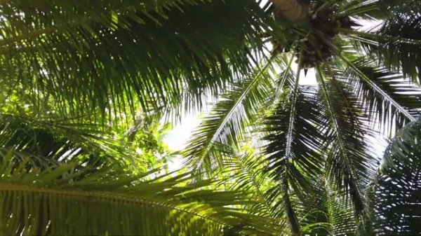 Paradise hotel on a paradise Island - LVIS Blancura, Dharavandhoo