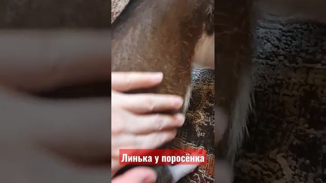 Свинья линяет. Пока не очень сильно, уже заметно. #micropig #animal #minipig #микропиг_кабачок смотреть онлайн