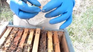 Отводки пчел  , Как сделать отводок пчел