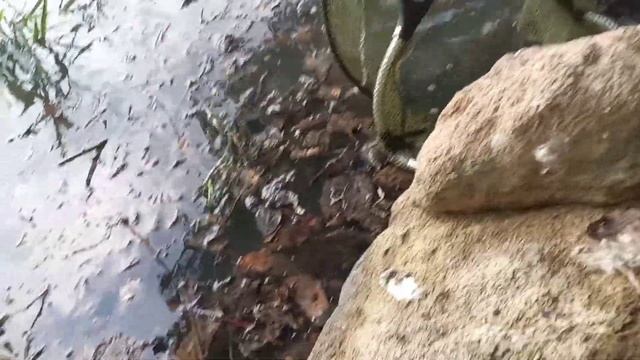 15.05.2022. Рыбалка на карася. Кубань. смотреть онлайн